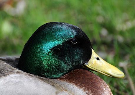 Retiran 30 aves muertas por un posible caso de botulismo aviar