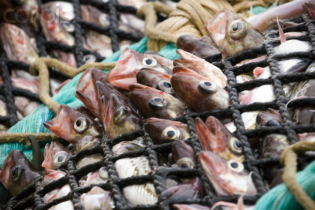 Un 2015 contra la ‘sobrepesca’