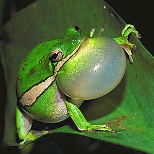 La ONU pide acciones urgentes para frenar la extinción de especies