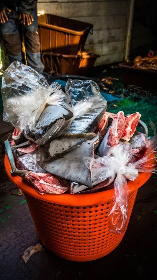 Sea Shepherd asiste a la Guardia Costera de Liberia y detiene un notorio barco furtivo por pesca ilegal