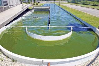 Investigan el uso de microalgas en sistemas de depuración de efluentes agroindustriales