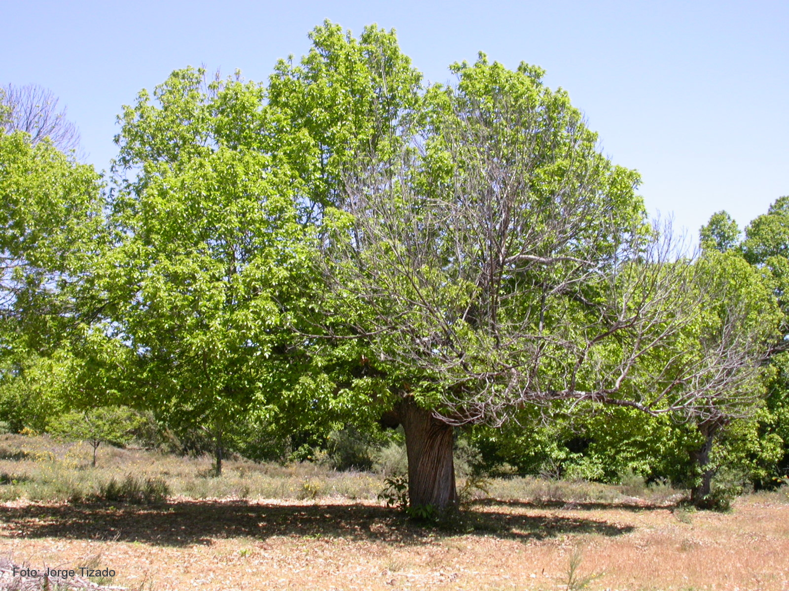 Una obra divulgativa se centra en la sostenibilidad del castaño en El Bierzo
