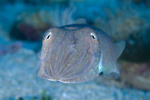 Oceana reclama la protección de especies marinas olvidadas como el pez espada y los habitat polares