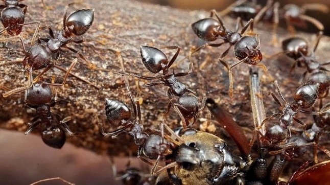 Hormigas africanas tratan las heridas de guerra de sus soldados