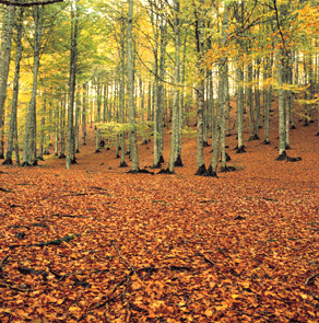 Vitoria. Exposición sobre la importancia del ecosistema de los bosques
