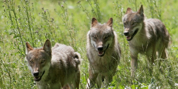 El Gobierno ‘se pone de perfil’ y dice no tener cifras de lobos muertos por acción la humana