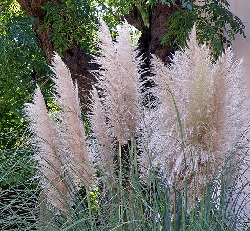 Aumentan fauna y flora amenazadas