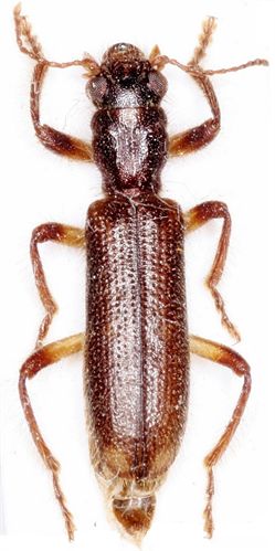 Nueva especie de insecto en Murcia y Castilla La Mancha