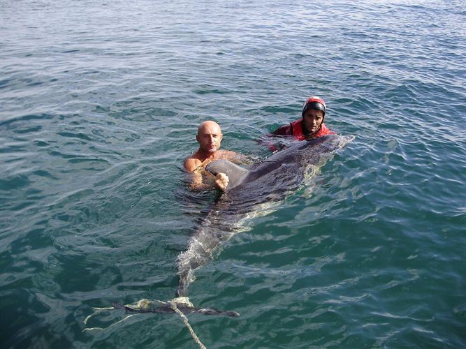Avistados 16 delfines cerca de varias playas asturianas