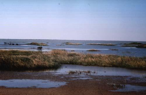 Técnicos del MARM forman al personal del Parque Nacional de Diawling (Mauritania) en el seguimiento de la fauna