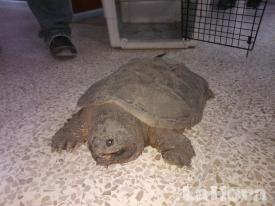 MAE recupera animales en peligro de extinción