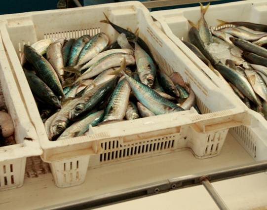 España ‘se cubre de gloria’ rechazando que se supriman las tallas mínimas para la flota industrial de arrastre