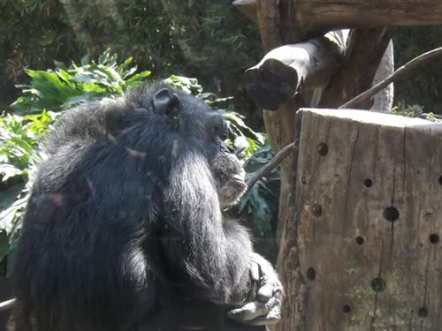 Denuncian la separación de una familia de chimpancés