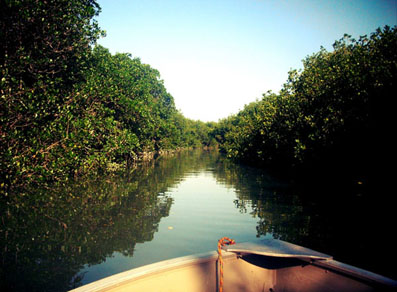 Anuncian programa de limpieza de humedales