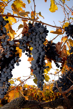 Estudian los beneficios de los residuos de la uva para la salud humana