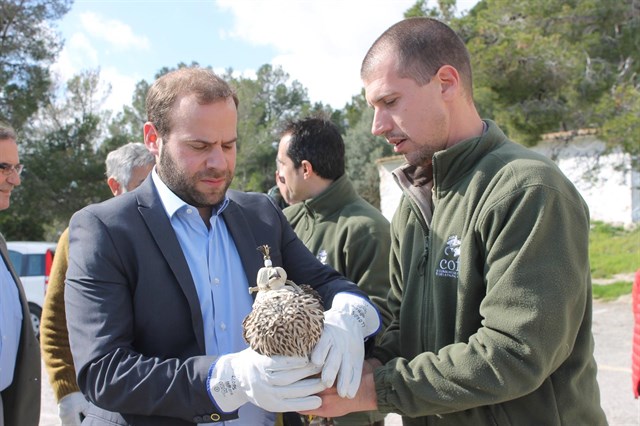 Han liberado en Mallorca 3 halcones heridos por disparos