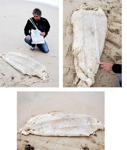 Encuentran el cadáver de una tortuga laúd en el Puntal de Somo (Cantabria)