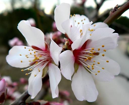Les plantaciones de almendros monovarietales y autocompatibles siguen necesitando insectos polinizadores