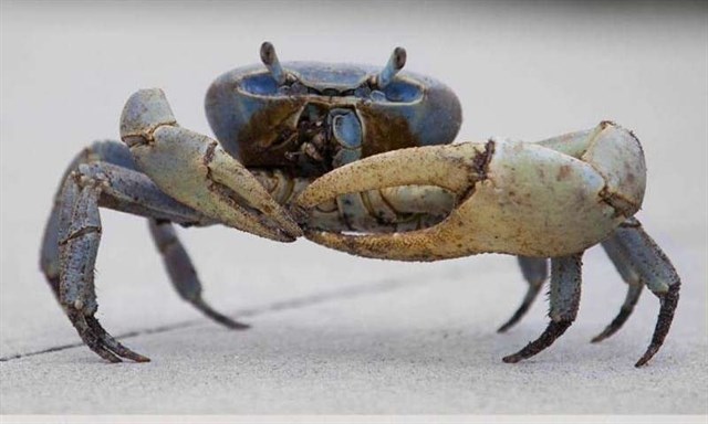 La vida en tierra firme comenzó con una invasión