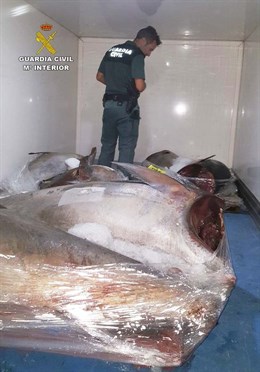 Intervenidos 807 kilos de atún sin documentación en un camión que circulaba por la A-49