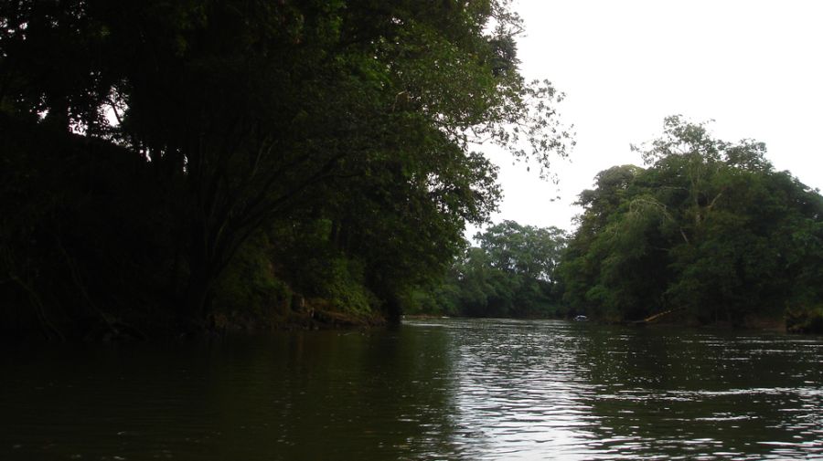 Investigan efecto de calentamiento global para los bosques en Costa Rica