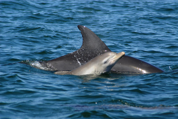 Conoces las guarderías de los delfines