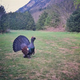 Muere un urogallo en Benasque tras ser perseguido por personas que querían fotografiarlo