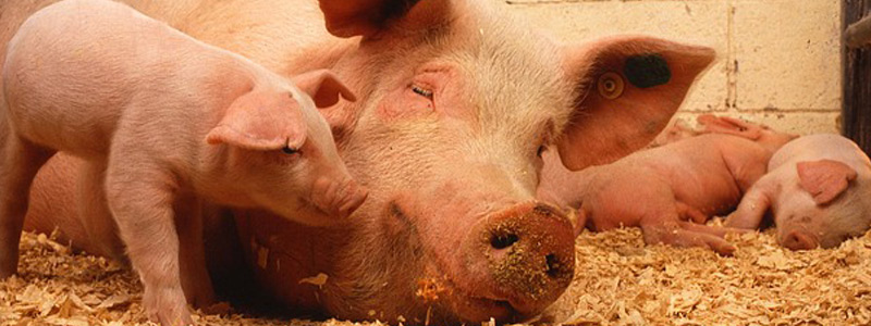 No se utilizarán antibióticos en la crianza de lechones