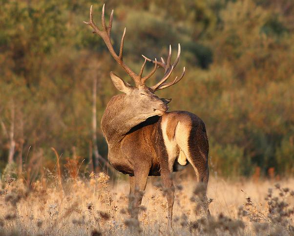 Ecologistas en Acción pide que se suspenda la temporada de caza