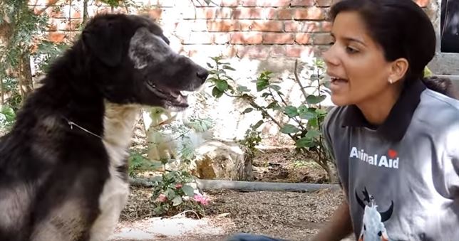 Vea el milagroso proceso de recuperación de un perro ‘desahuciado’ (Tremendo VIDEO)