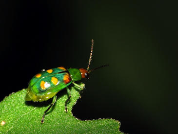 Los insectos dedican menos tiempo y esfuerzo al sexo en las horas previas a una tormenta