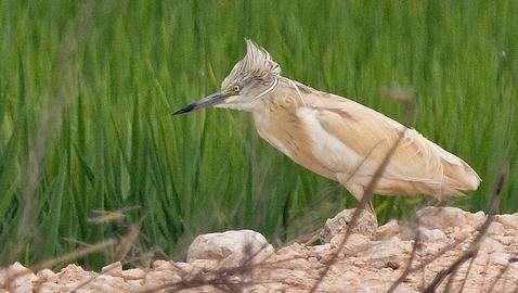 Rutas ornitológicas y anillamiento de aves en los parques de Madrid