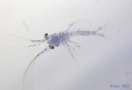 Novedades científicas sobre las larvas de los crustáceos decápodos en el mar balear