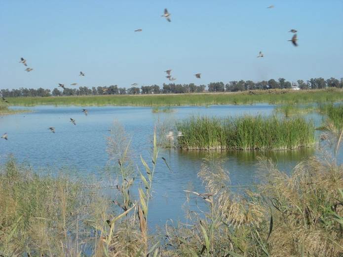 Paraje Natural Brazo del Este (Sevilla)