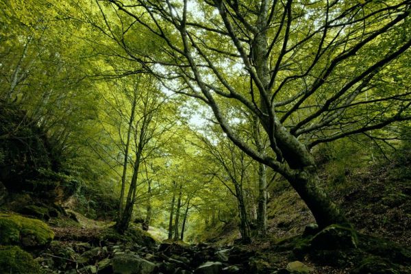 La Rioja ha incrementado en los últimos diez años 7.000 hectáreas de bosques