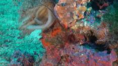 OCEANA aplaude la aprobación de la ampliación del parque nacional de cabrera