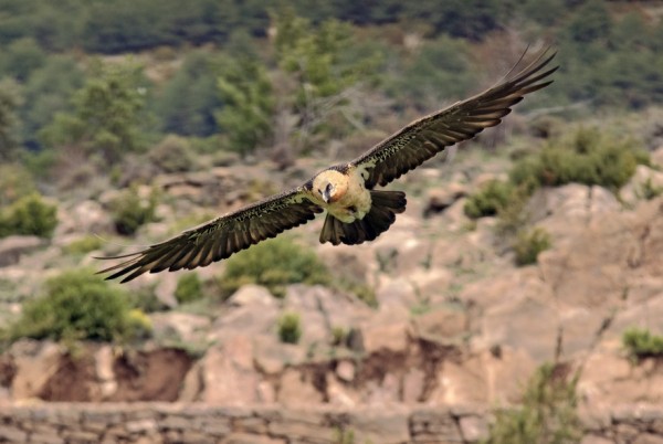 Reunión anual sobre el Quebrantahuesos: 30 años de cooperación en su conservación