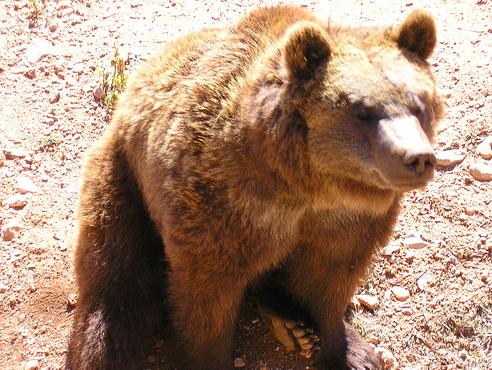 La memoria ambiental del PGOU incide en las áreas Hábitat y de protección del Oso Pardo