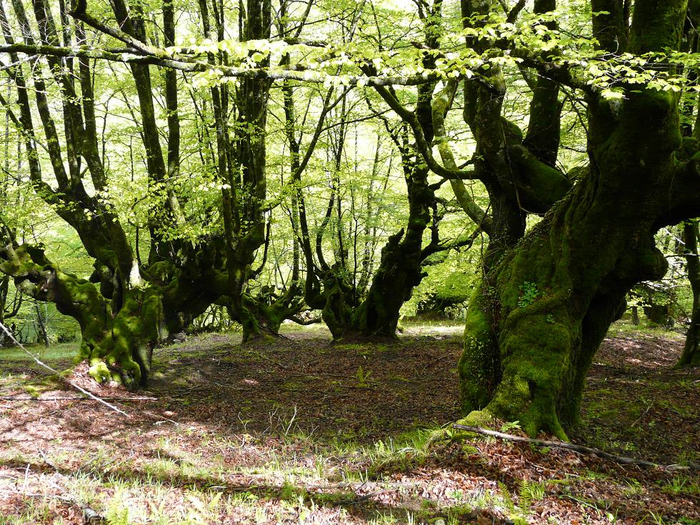 Gobierno Asturiano no atiende las alegaciones ecologistas para el Parque de Redes