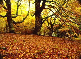 El Hayedo de Montejo