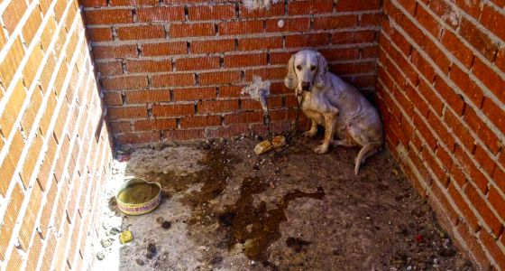 Cazadores se presentarán como acusación particular en un caso de maltrato a perros en una finca de Villa del Prado (Madrid)