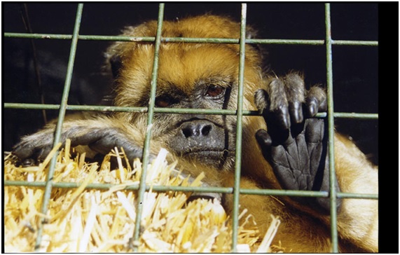 Arrestados más de 5000 traficantes de animales en Colombia