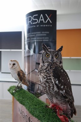 Terapias asistidas con aves rapaces en centros de educación especial