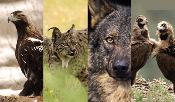 Si quieres conocer mejor la fauna ibérica apúntate a este curso