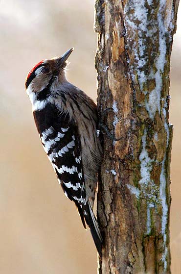 Las feromonas de las cucarachas pueden salvar de la extinción a un ave