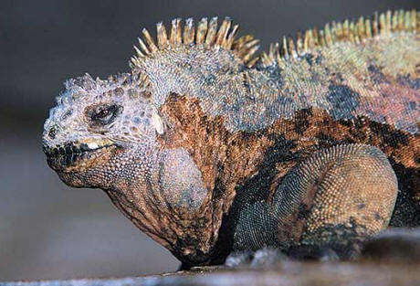 Parque Nacional de Galápagos