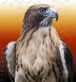 Más cerca de recuperar los verdaderos colores de los dinosaurios