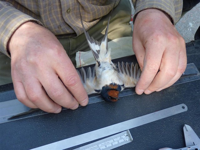 Un equipo del CSIC descubre que las golondrinas de Chernóbil tienen más capacidad para defenderse de bacterias