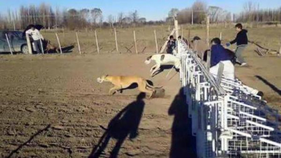 NO a las carreras de galgos