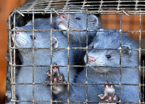Exigen un ‘NO’ al permiso para una granja de visones en Padul (Granada)